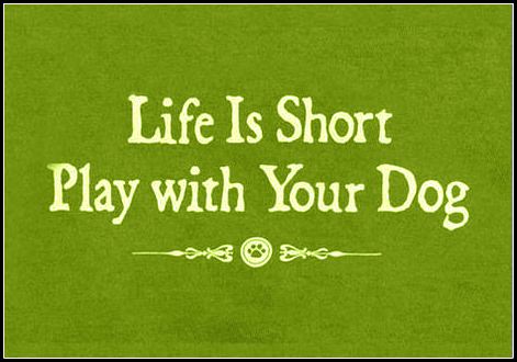 Life is Short, Play with Your Dog